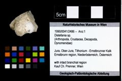 Foto (Objekt + Etikett) von Distefania sp.  (NHMW-GEO-1990-0041-2486)